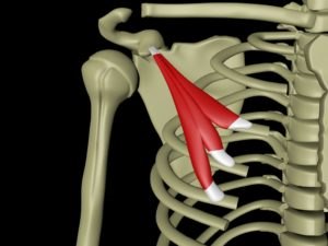 Musculus pectoralis minor