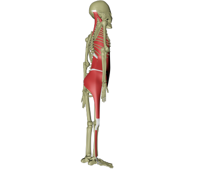 Lateral linje 2.png Lateral linje 2.png