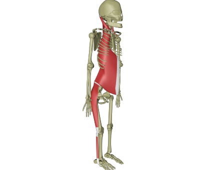 Lateral linje 1.png Lateral linje 1.png