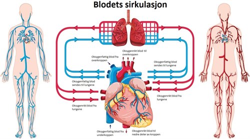Blodets reise gjennom kroppen