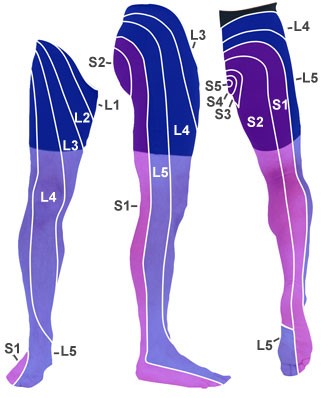 Dermatome