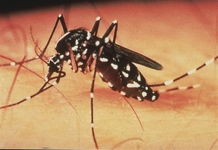 dengue.jpg dengue.jpg