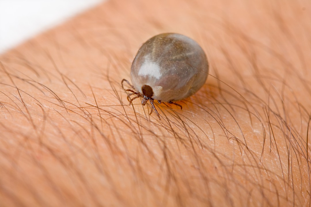 Borrelia Flatt () Borrelia Flatt