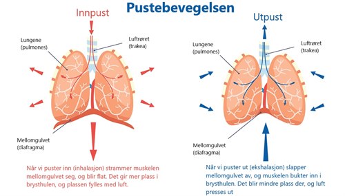 Illustrasjon som viser diafragmas belgfunksjon ved pustebevegelsen