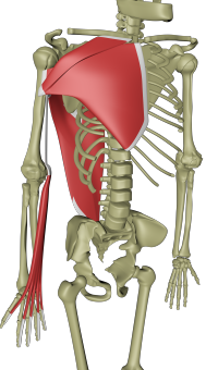 Overflatiske ventrale armlinje 1.png Overflatiske ventrale armlinje 1.png