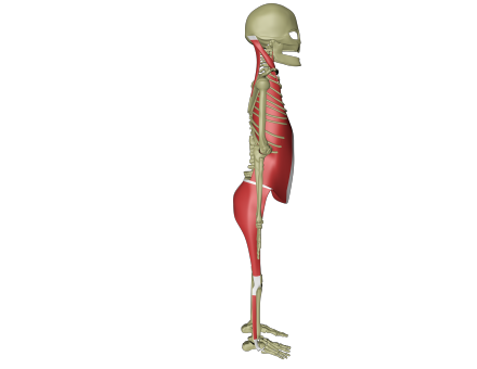 Lateral linje 3.png Lateral linje 3.png