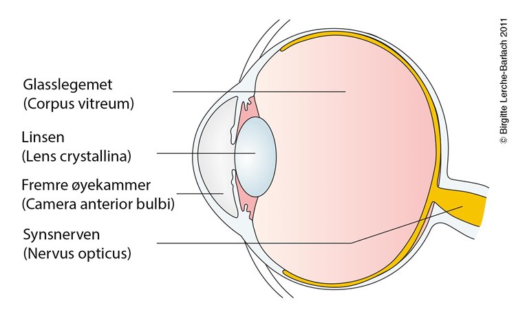 Illustrasjonstegningen viser et øye i lengdesnitt