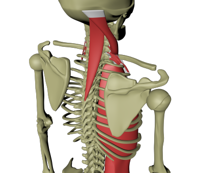 Lateral linje 5.png Lateral linje 5.png