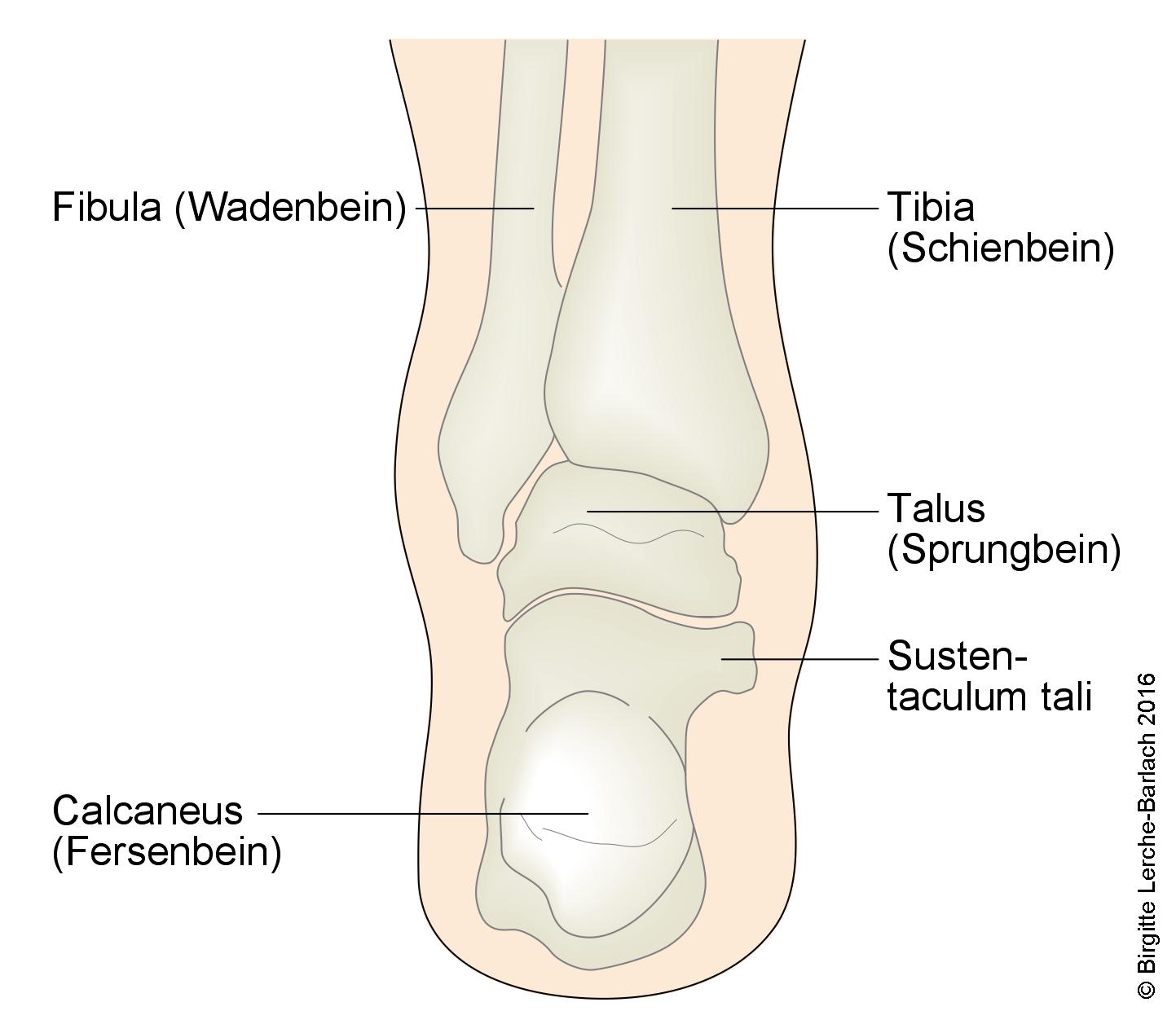 Fussknochen von hinten.jpg