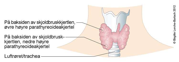Lavt Kalsium Symptomer