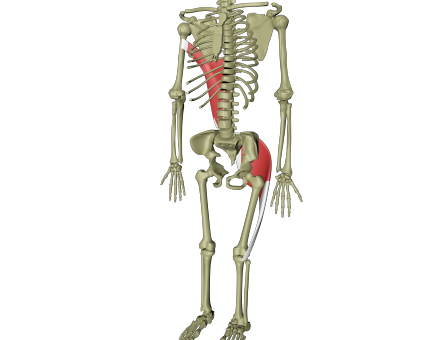 Støttende dorsale linje 2.png Støttende dorsale linje 2.png