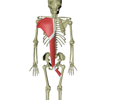 Støttende ventrale linje 1.png Støttende ventrale linje 1.png