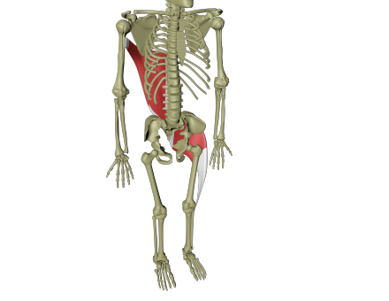 Støttende dorsale linje 3.png Støttende dorsale linje 3.png