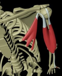 Dyp ventral armlinje.jpg Dyp ventral armlinje.jpg