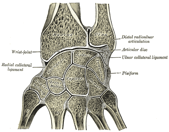 Handgelenk, anatomische Lage des TFCC (Articular disc)