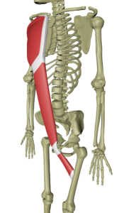 Støttende ventrale linje 2.png Støttende ventrale linje 2.png