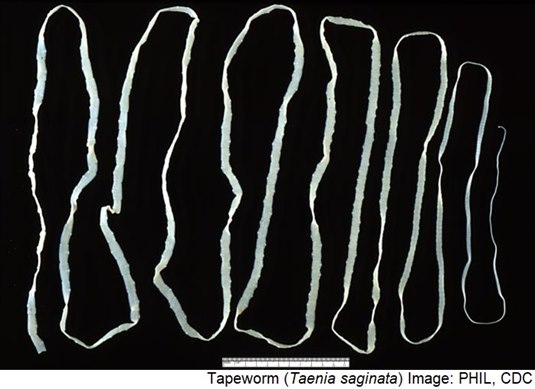Bendelorm av typen taenia saginata. Fra Centers for Disease Control and Prevention.