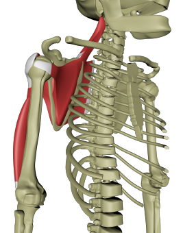 Dyp dorsal armlinje 3.png Dyp dorsal armlinje 3.png